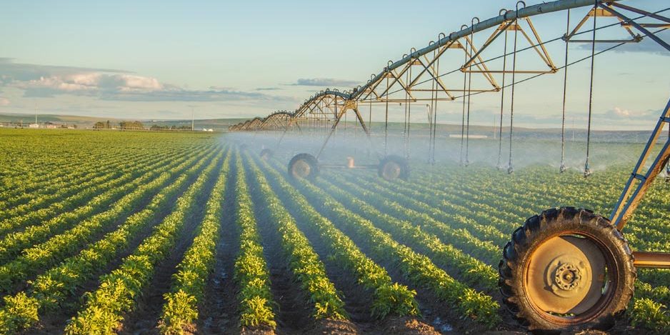 potato field irrigated by a pivot sprinkler system